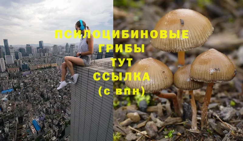 Галлюциногенные грибы Psilocybe Александров